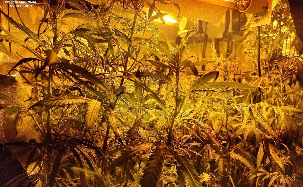 Plantación de marihuana que las detenidas tenían en su casa.