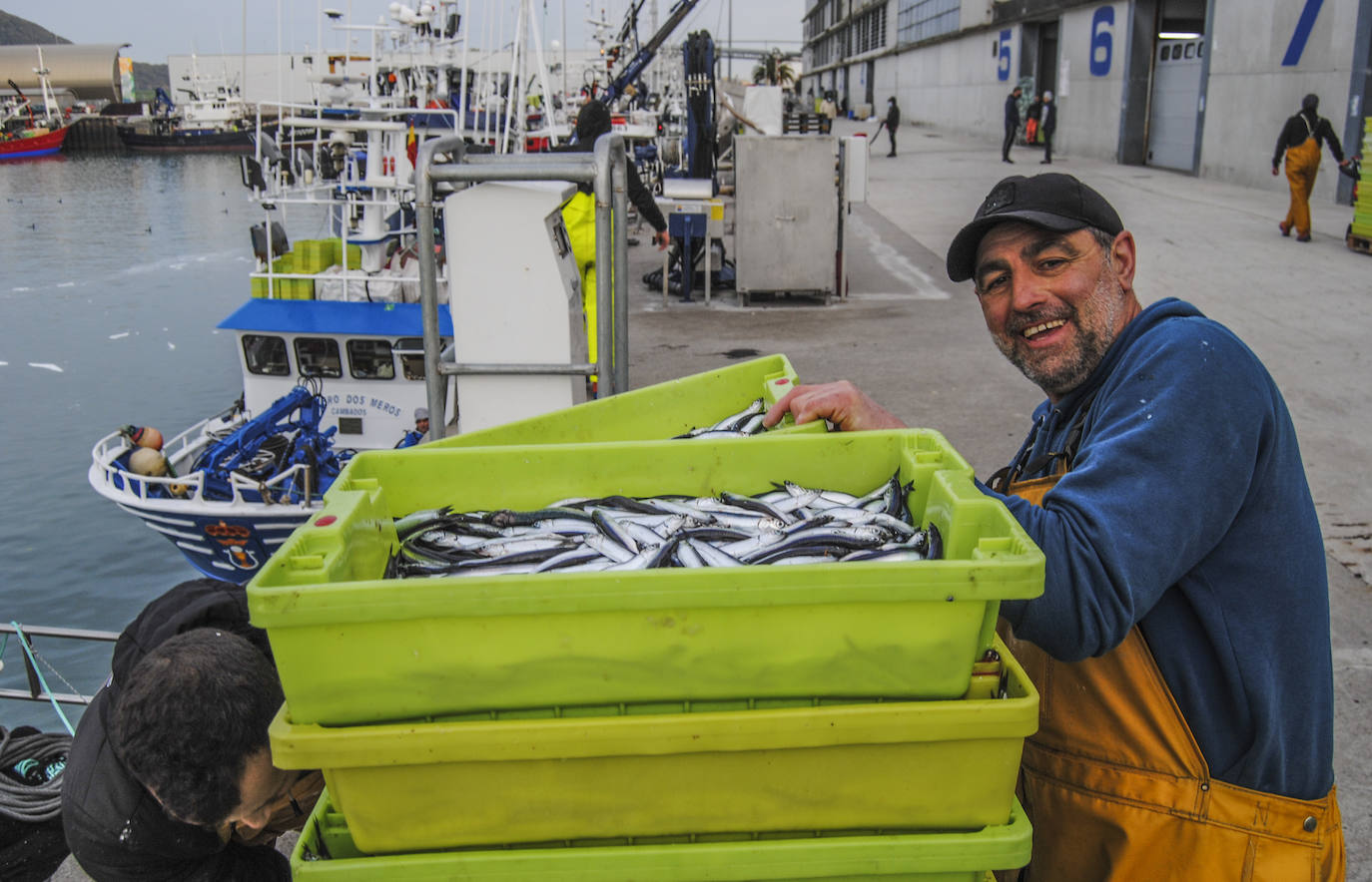 Fotos: La flota desembarca los primeros bocartes