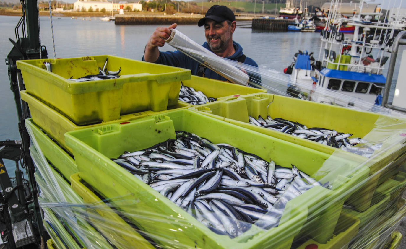 Fotos: La flota desembarca los primeros bocartes