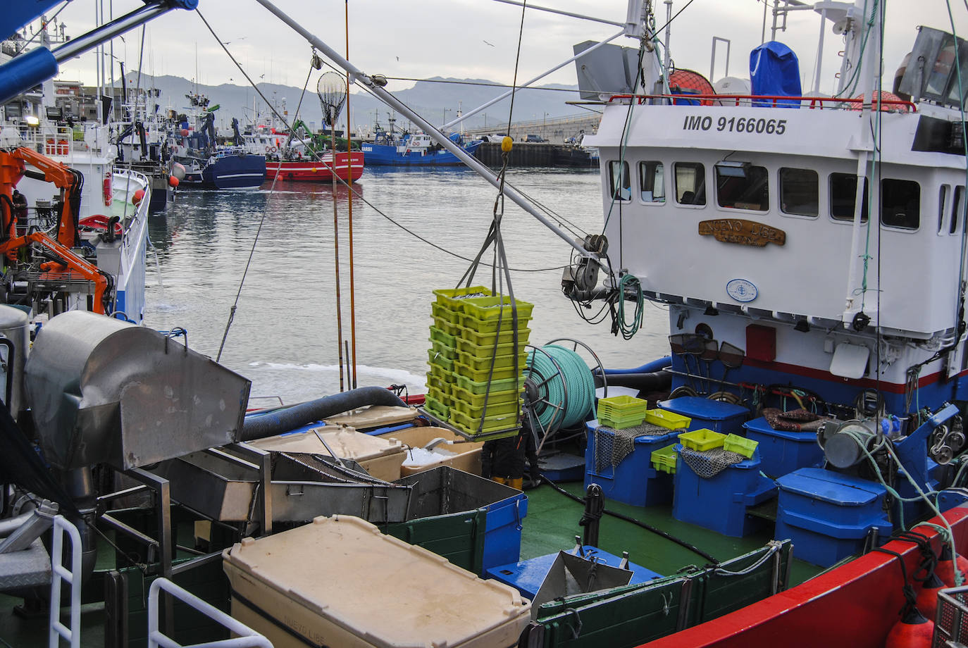 Fotos: La flota desembarca los primeros bocartes