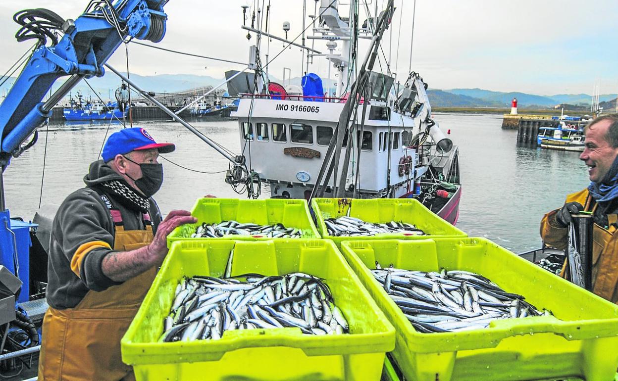 Las descargas de bocarte se sucedieron durante toda la mañana de ayer en el puerto santoñés con barcos de casa, gallegos y vascos. 