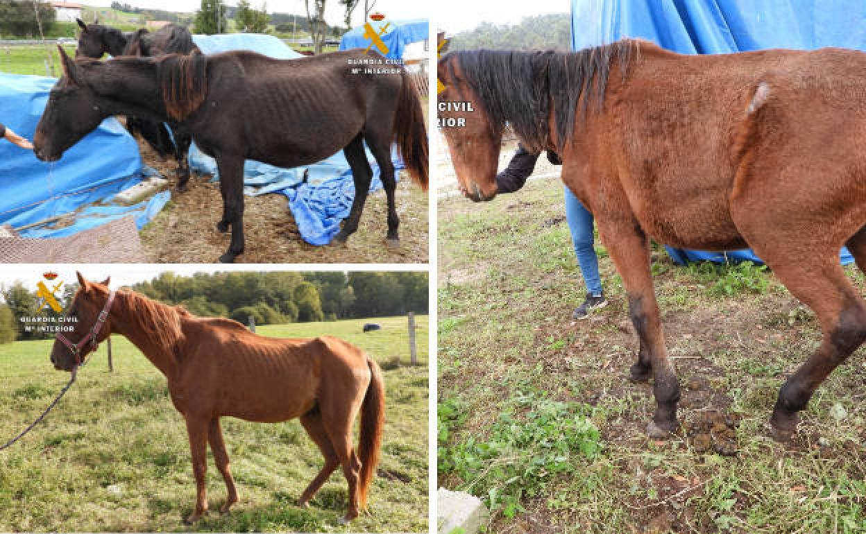 Algunos de los caballos intervenidos por el Seprona.