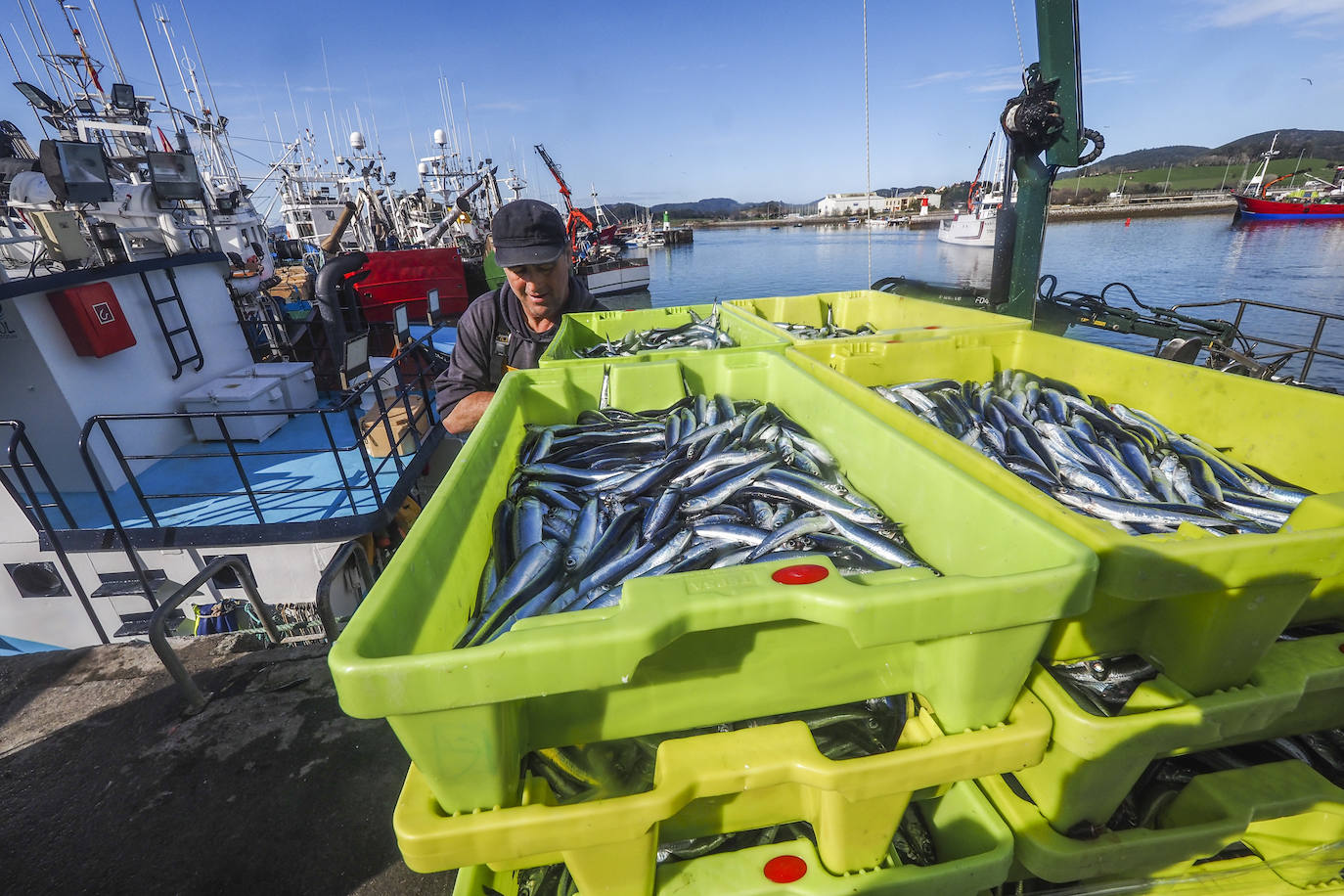 Fotos: Los puertos de Santoña y Laredo reciben el bocarte