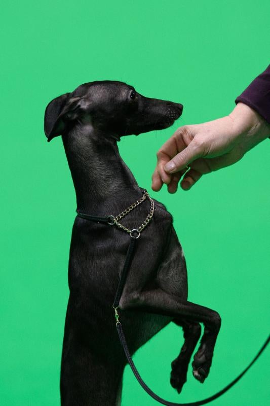 El Cruft Dog Show de Birmingham, la exposición canina más grande del mundo, se ha vuelto a celebrar este 2022 tras la pandemia.