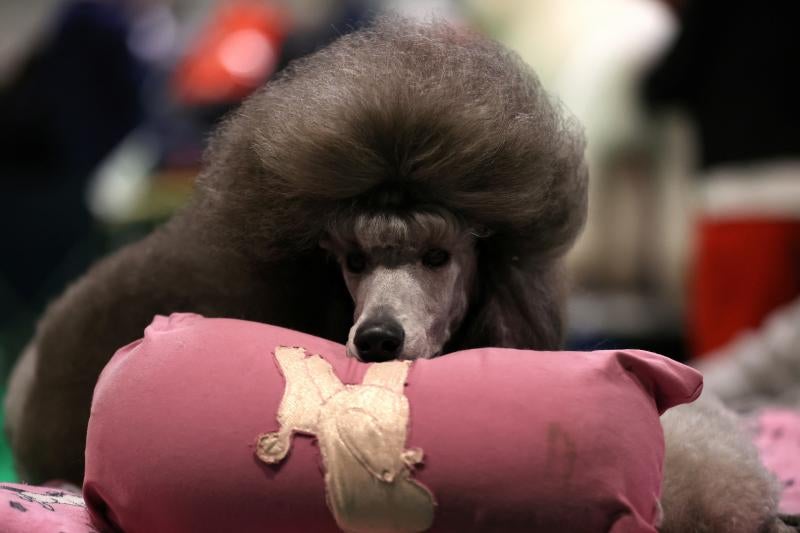 El Cruft Dog Show de Birmingham, la exposición canina más grande del mundo, se ha vuelto a celebrar este 2022 tras la pandemia.