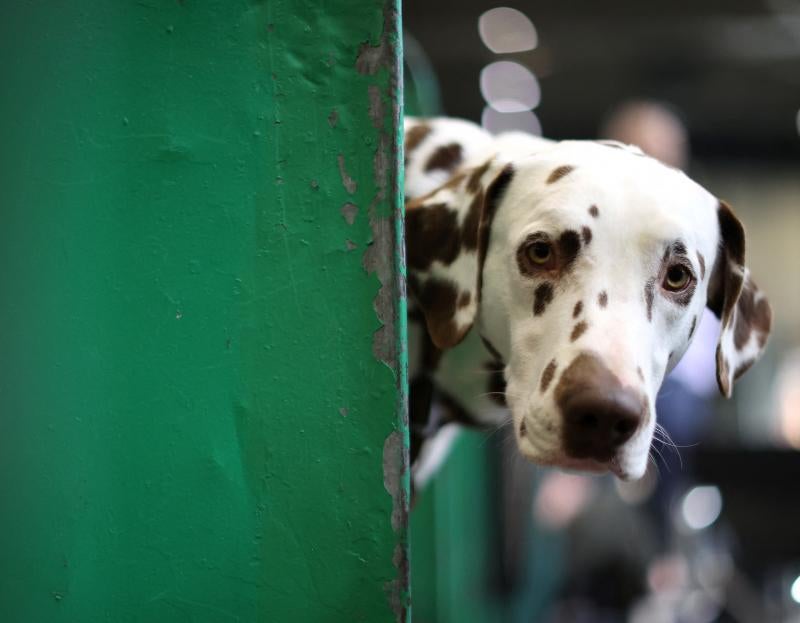 El Cruft Dog Show de Birmingham, la exposición canina más grande del mundo, se ha vuelto a celebrar este 2022 tras la pandemia.