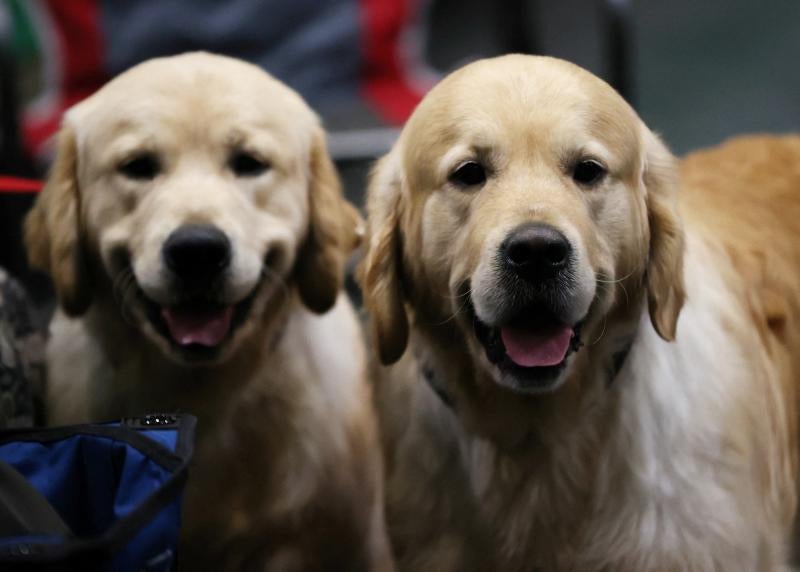 El Cruft Dog Show de Birmingham, la exposición canina más grande del mundo, se ha vuelto a celebrar este 2022 tras la pandemia.