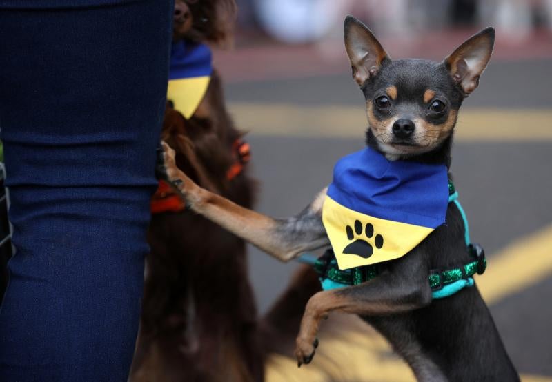 El Cruft Dog Show de Birmingham, la exposición canina más grande del mundo, se ha vuelto a celebrar este 2022 tras la pandemia.