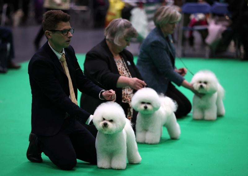 El Cruft Dog Show de Birmingham, la exposición canina más grande del mundo, se ha vuelto a celebrar este 2022 tras la pandemia.