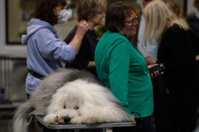 El Cruft Dog Show de Birmingham, la exposición canina más grande del mundo, se ha vuelto a celebrar este 2022 tras la pandemia.