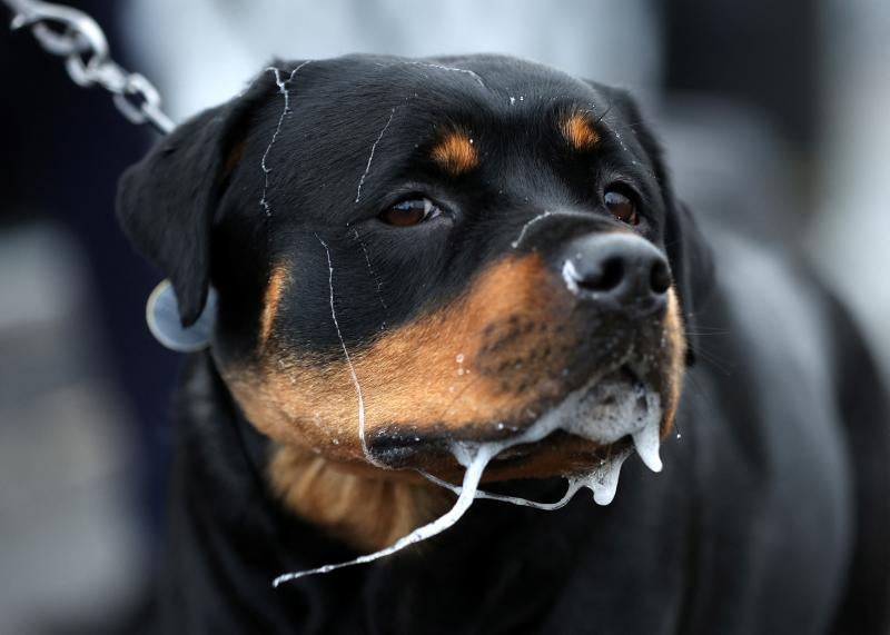 El Cruft Dog Show de Birmingham, la exposición canina más grande del mundo, se ha vuelto a celebrar este 2022 tras la pandemia.