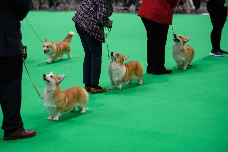 El Cruft Dog Show de Birmingham, la exposición canina más grande del mundo, se ha vuelto a celebrar este 2022 tras la pandemia.