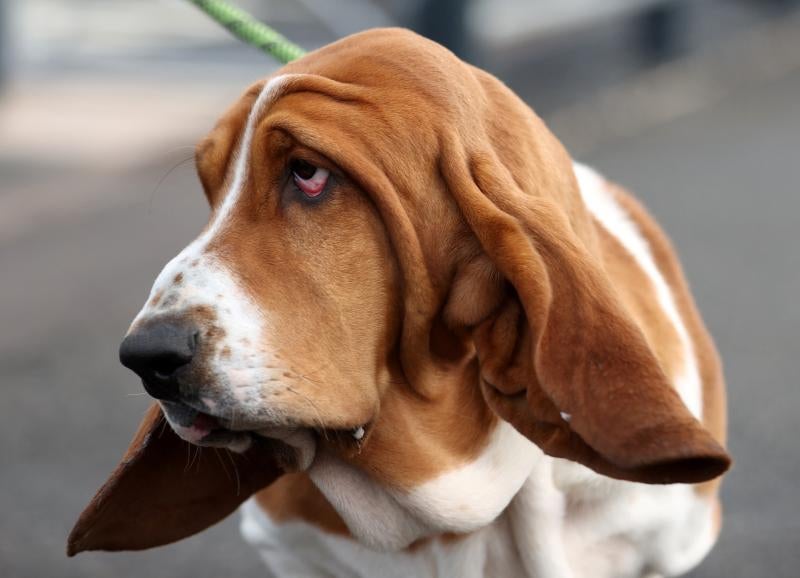 El Cruft Dog Show de Birmingham, la exposición canina más grande del mundo, se ha vuelto a celebrar este 2022 tras la pandemia.