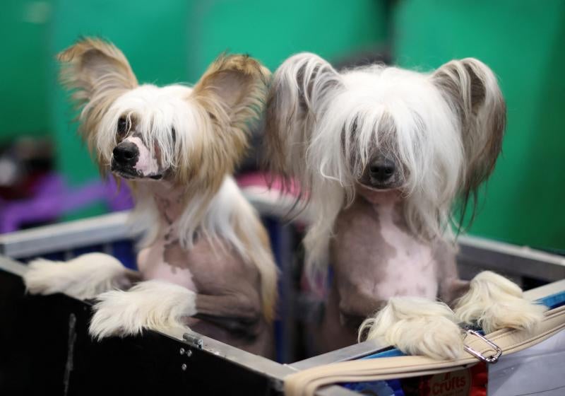 El Cruft Dog Show de Birmingham, la exposición canina más grande del mundo, se ha vuelto a celebrar este 2022 tras la pandemia.