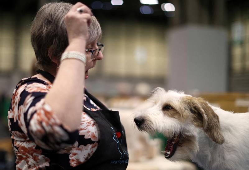 El Cruft Dog Show de Birmingham, la exposición canina más grande del mundo, se ha vuelto a celebrar este 2022 tras la pandemia.