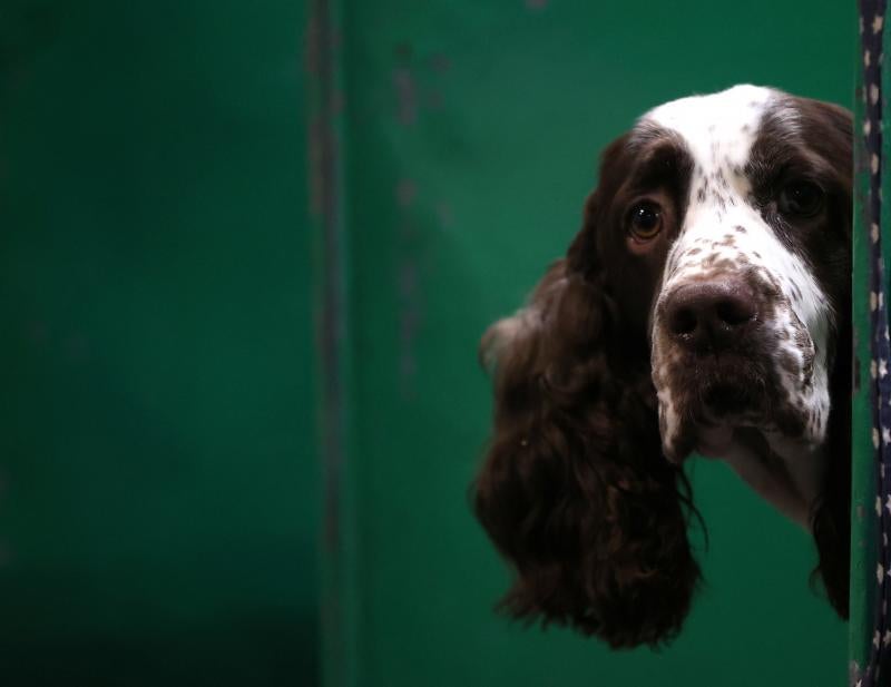 El Cruft Dog Show de Birmingham, la exposición canina más grande del mundo, se ha vuelto a celebrar este 2022 tras la pandemia.