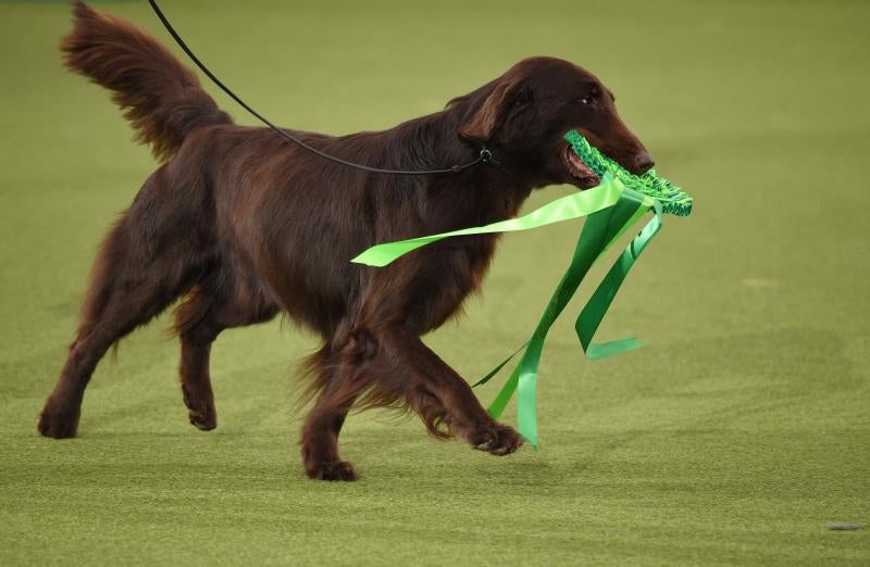 El Cruft Dog Show de Birmingham, la exposición canina más grande del mundo, se ha vuelto a celebrar este 2022 tras la pandemia.