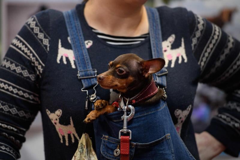 El Cruft Dog Show de Birmingham, la exposición canina más grande del mundo, se ha vuelto a celebrar este 2022 tras la pandemia.