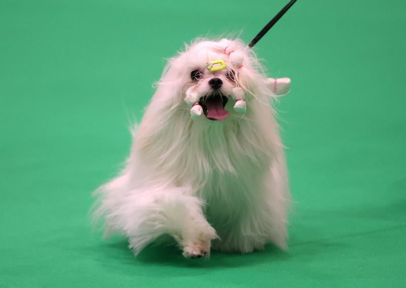 El Cruft Dog Show de Birmingham, la exposición canina más grande del mundo, se ha vuelto a celebrar este 2022 tras la pandemia.