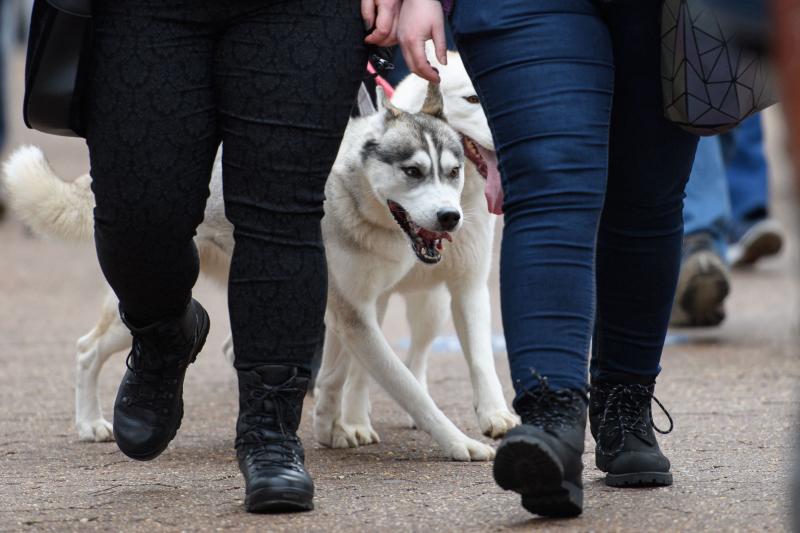 El Cruft Dog Show de Birmingham, la exposición canina más grande del mundo, se ha vuelto a celebrar este 2022 tras la pandemia.