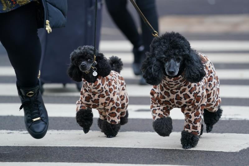 El Cruft Dog Show de Birmingham, la exposición canina más grande del mundo, se ha vuelto a celebrar este 2022 tras la pandemia.