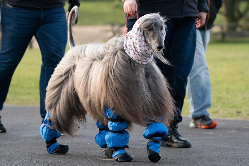 El Cruft Dog Show de Birmingham, la exposición canina más grande del mundo, se ha vuelto a celebrar este 2022 tras la pandemia.