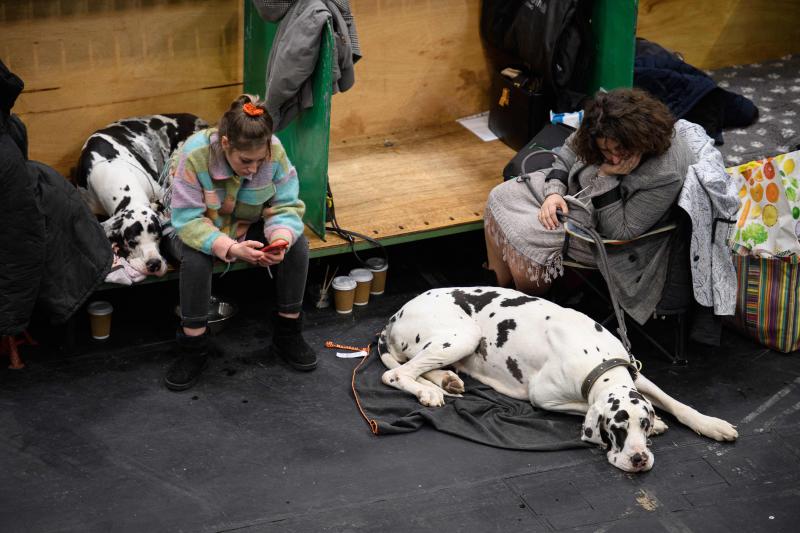 El Cruft Dog Show de Birmingham, la exposición canina más grande del mundo, se ha vuelto a celebrar este 2022 tras la pandemia.