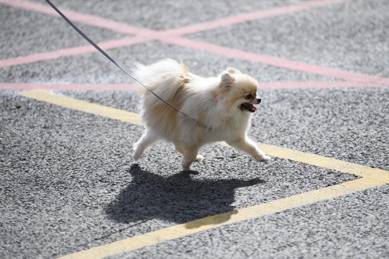 El Cruft Dog Show de Birmingham, la exposición canina más grande del mundo, se ha vuelto a celebrar este 2022 tras la pandemia.