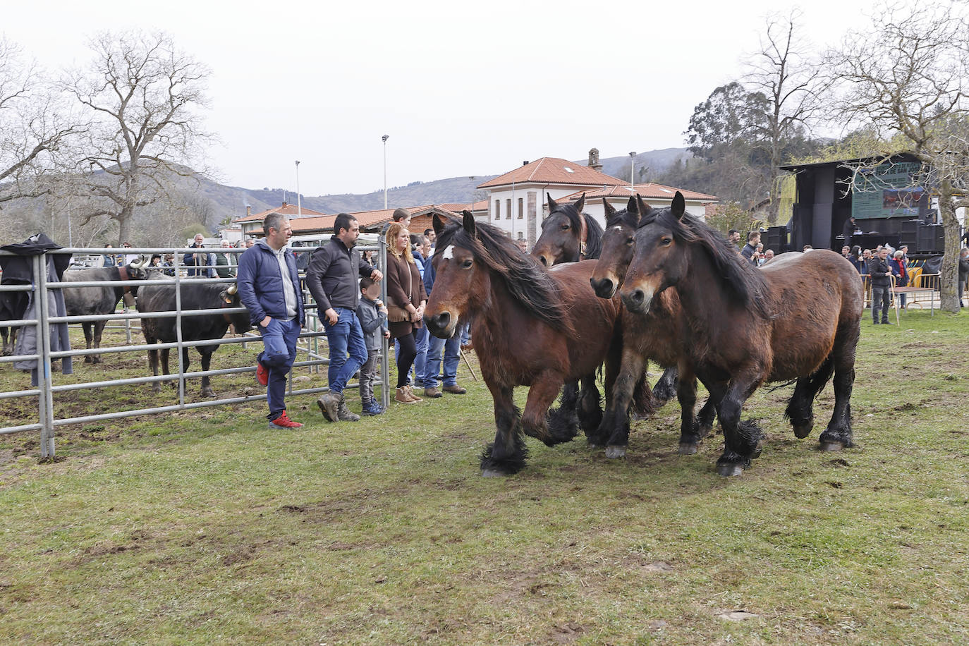 Fotos: El I Concurso Morfológico Regional de Ganado Equino de Raza Hispano-Bretona de Ruente se salda con éxito de afluencia y buen tiempo