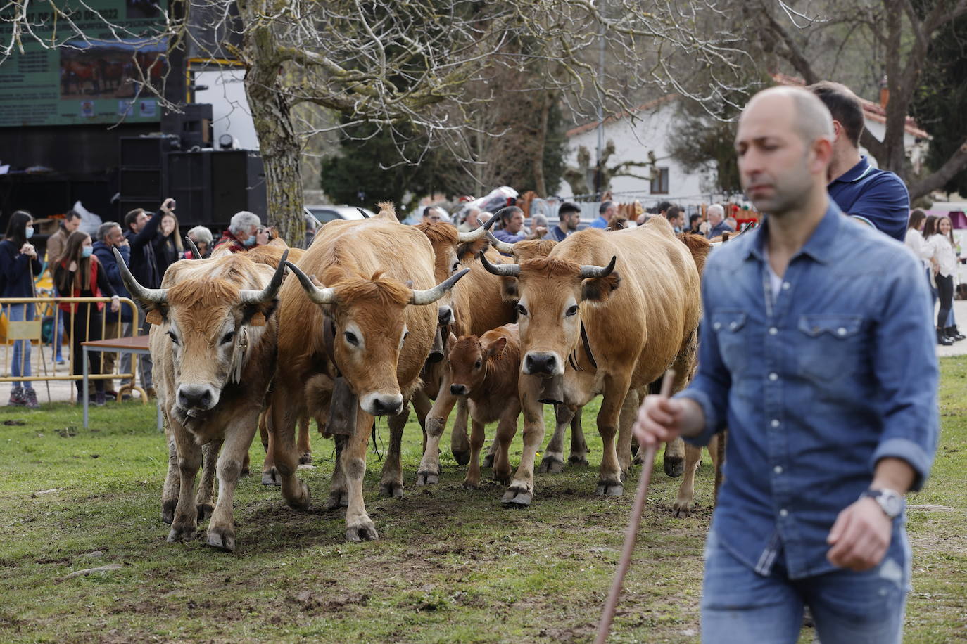 Fotos: El I Concurso Morfológico Regional de Ganado Equino de Raza Hispano-Bretona de Ruente se salda con éxito de afluencia y buen tiempo