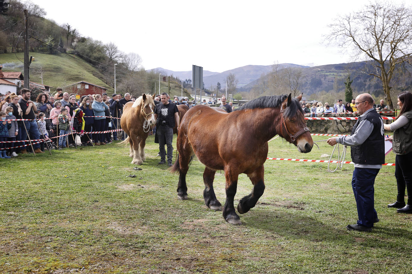 Fotos: El I Concurso Morfológico Regional de Ganado Equino de Raza Hispano-Bretona de Ruente se salda con éxito de afluencia y buen tiempo