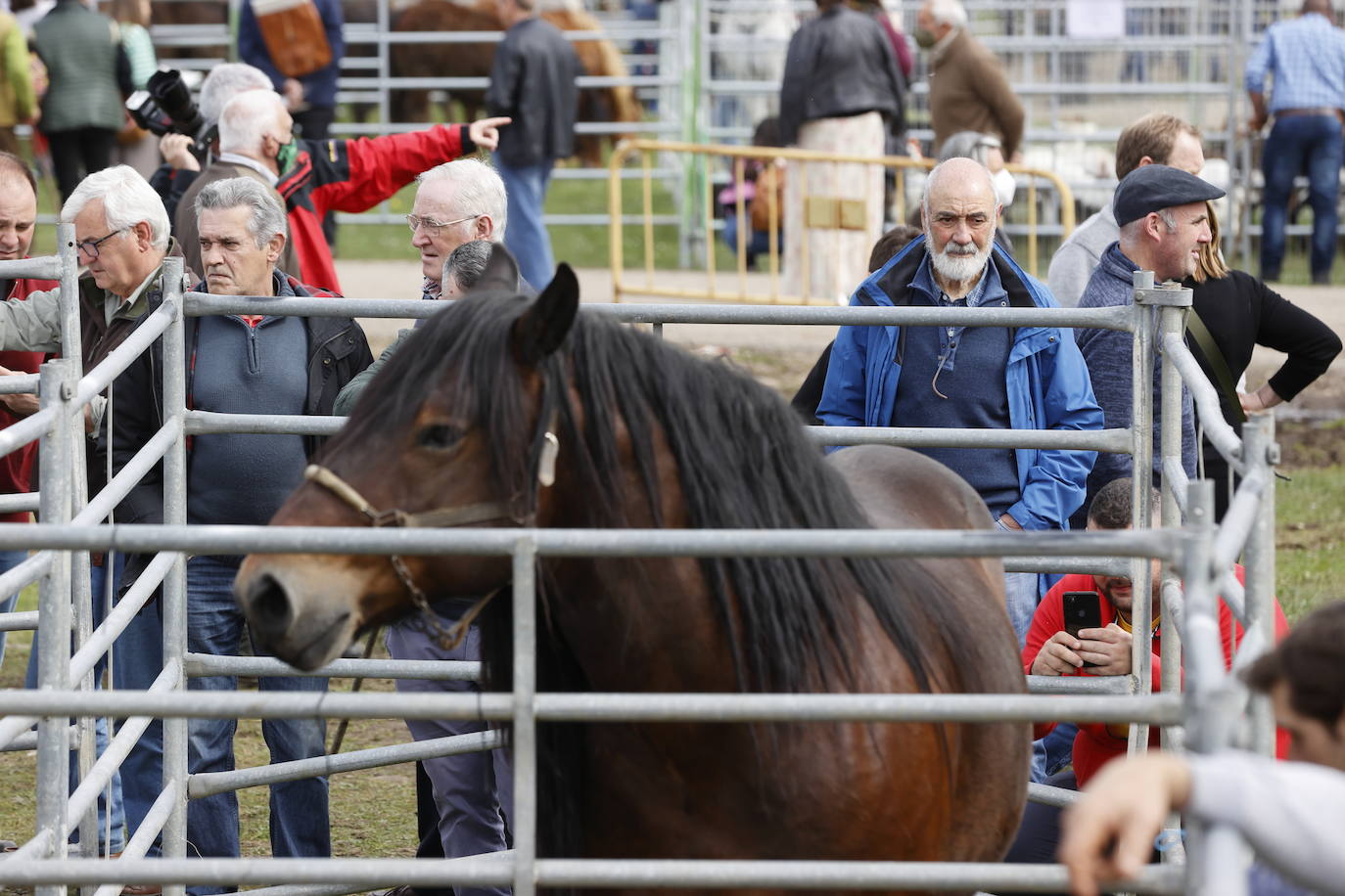 Fotos: El I Concurso Morfológico Regional de Ganado Equino de Raza Hispano-Bretona de Ruente se salda con éxito de afluencia y buen tiempo