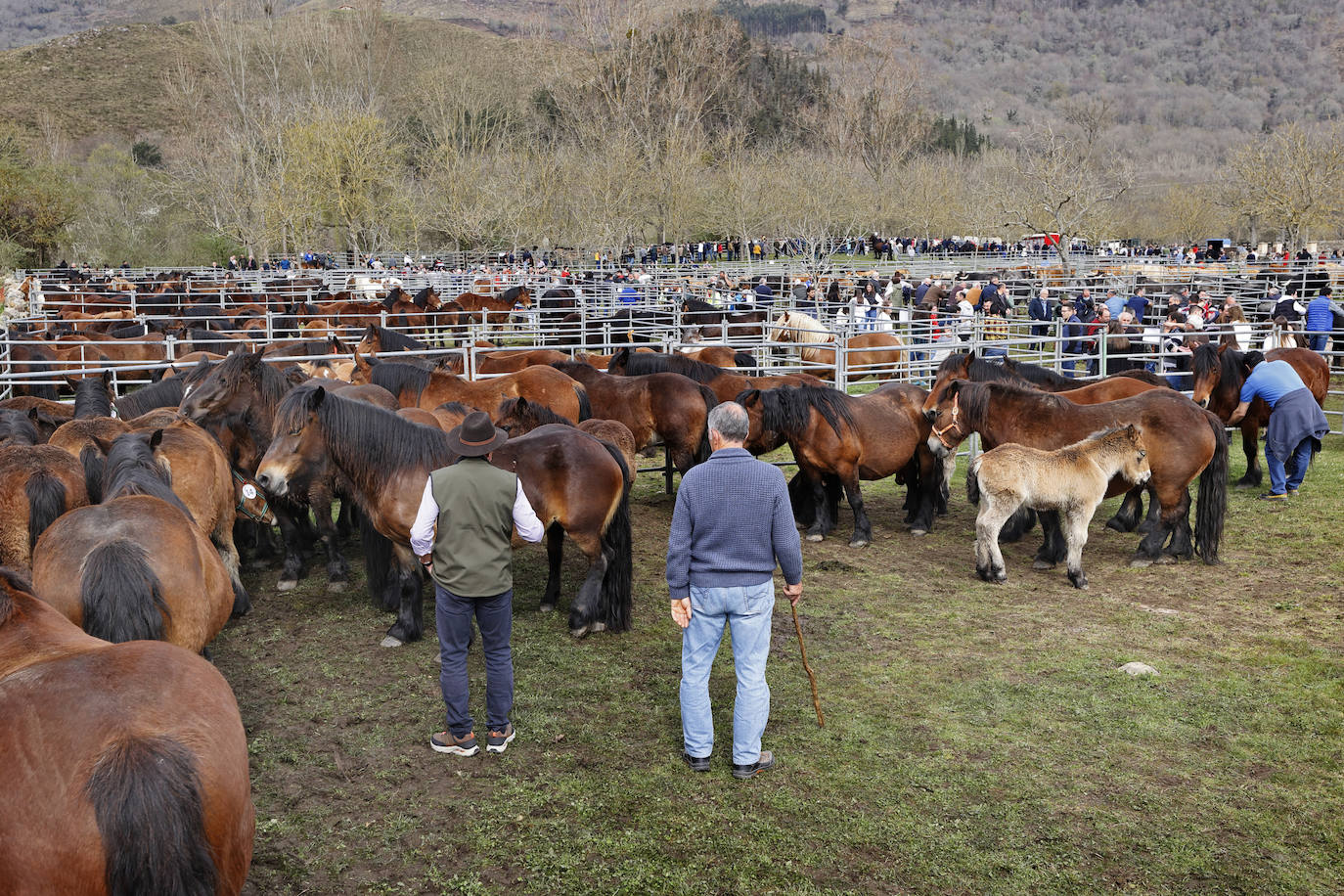 Fotos: El I Concurso Morfológico Regional de Ganado Equino de Raza Hispano-Bretona de Ruente se salda con éxito de afluencia y buen tiempo