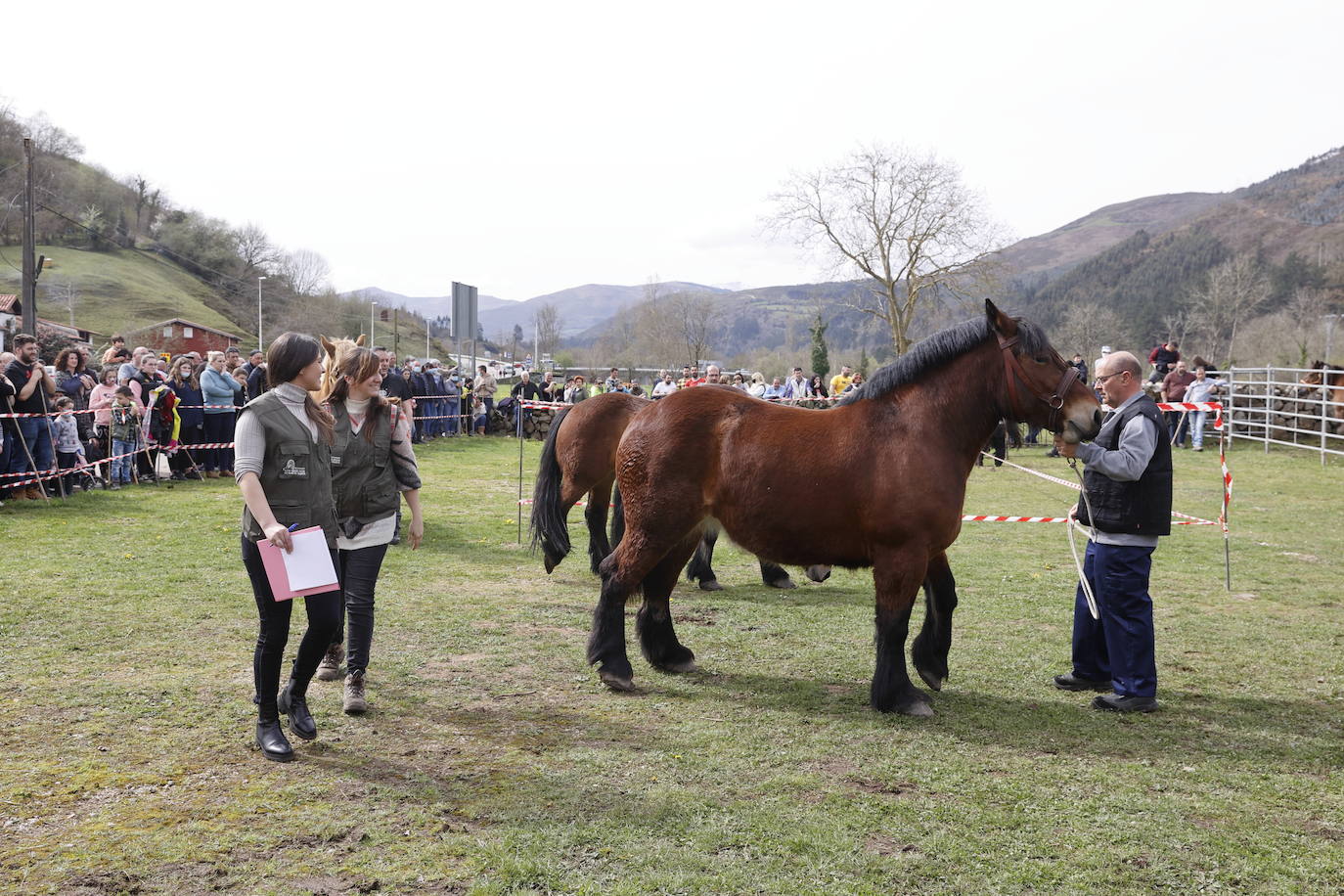 Fotos: El I Concurso Morfológico Regional de Ganado Equino de Raza Hispano-Bretona de Ruente se salda con éxito de afluencia y buen tiempo