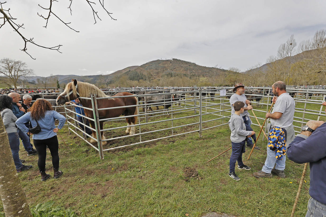 Fotos: El I Concurso Morfológico Regional de Ganado Equino de Raza Hispano-Bretona de Ruente se salda con éxito de afluencia y buen tiempo