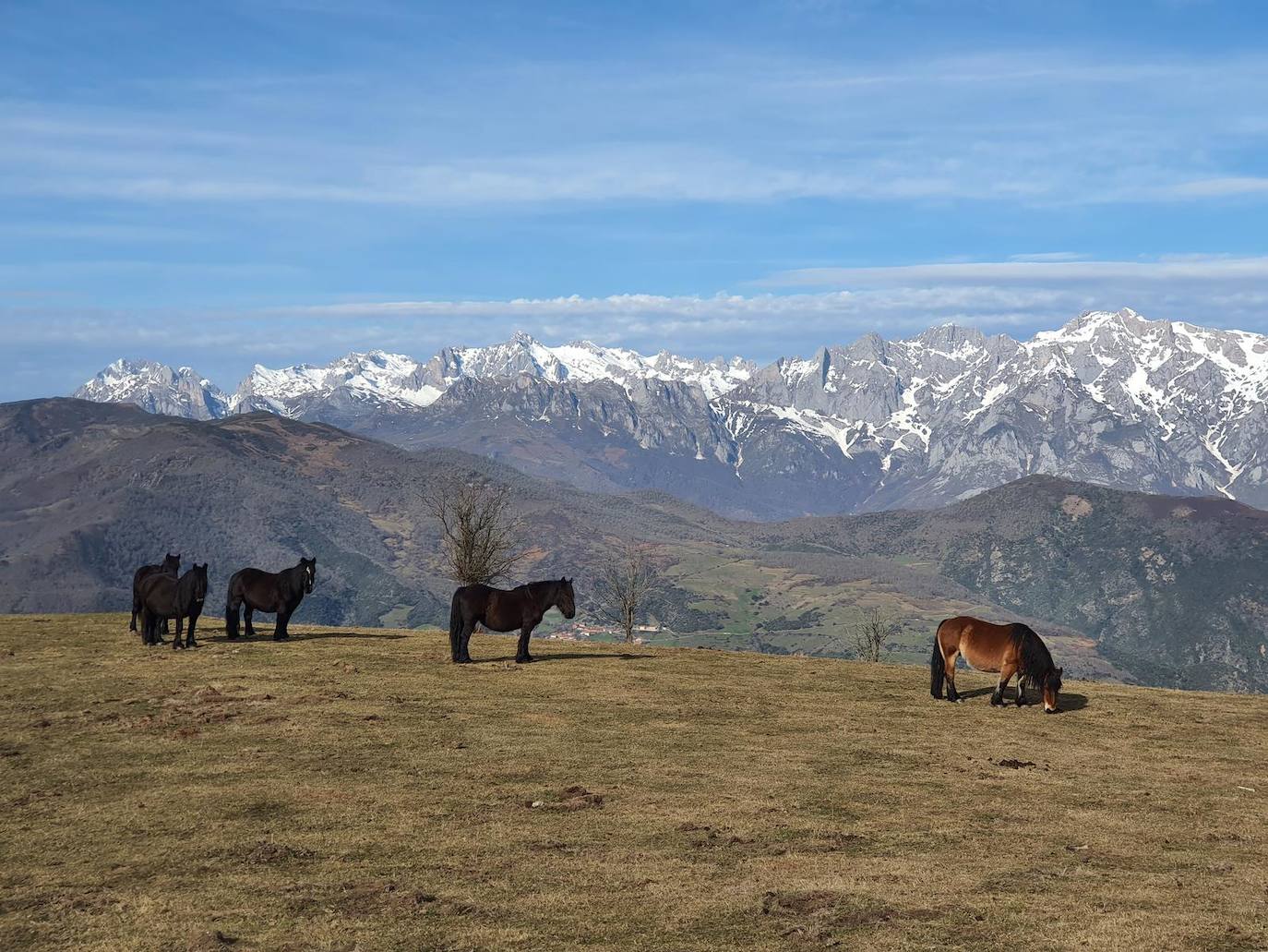 Animales en la ruta.