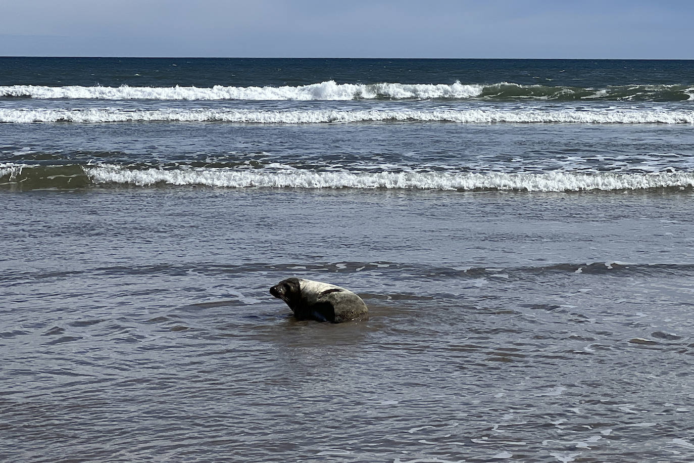 Poco a poco, en aproximadamente quince minutos y a base de pequeños saltos, la foca fue a acercándose a la orilla.