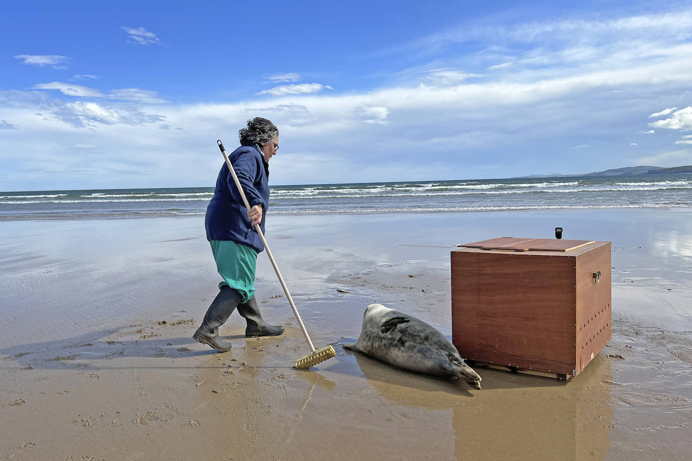 La foca salió tímidamente de la caja y con pequeños saltos se acercó hasta la orilla del mar.