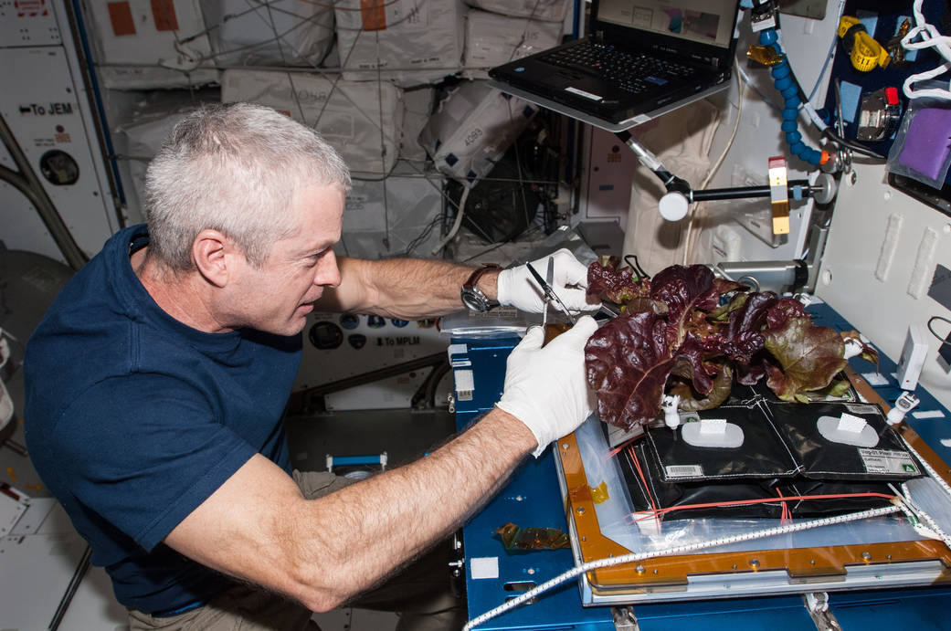 Un astronauta cuida una planta cultivada a bordo de la Estación Espacial Internacional.