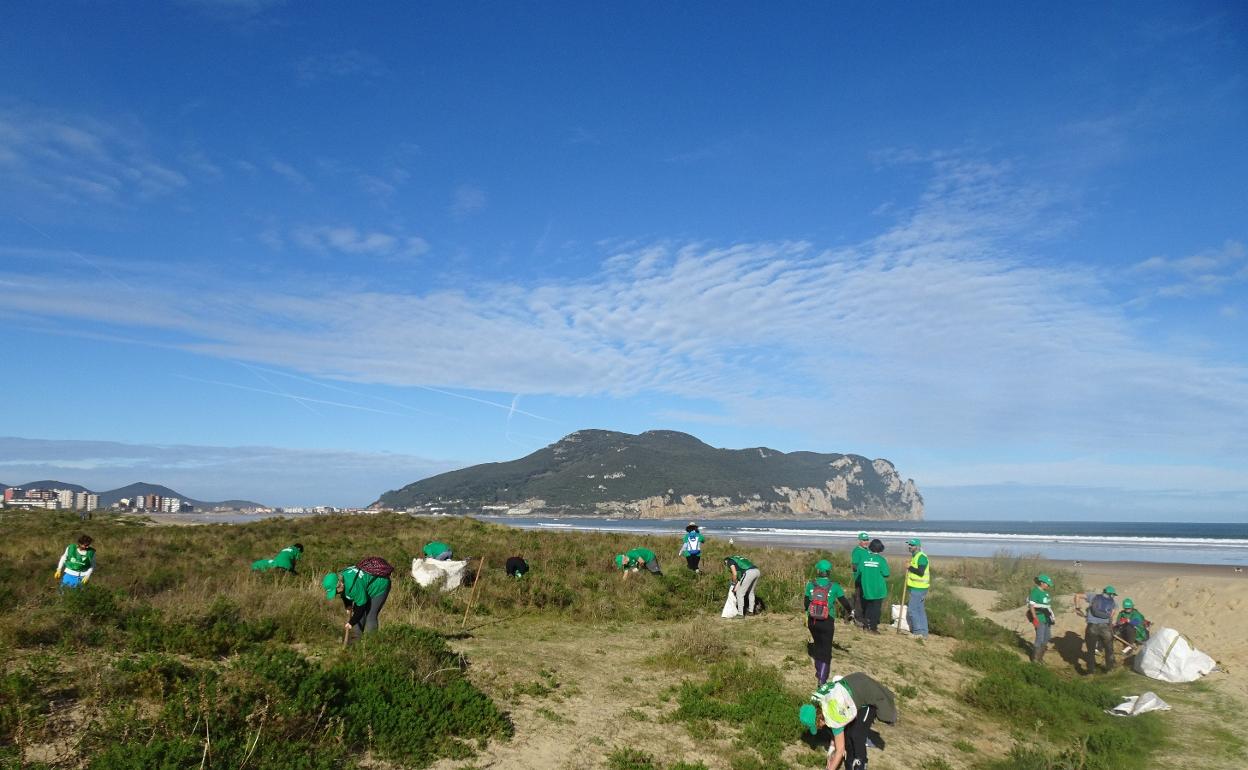 Labores de limpieza en el sistema dunar de la playa Salvé.