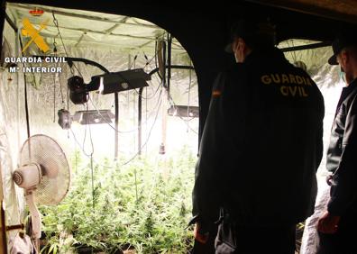 Imagen secundaria 1 - La Guardia Civil desmantela dos plantaciones de marihuana con cerca de 500 plantas en Soba y Alceda