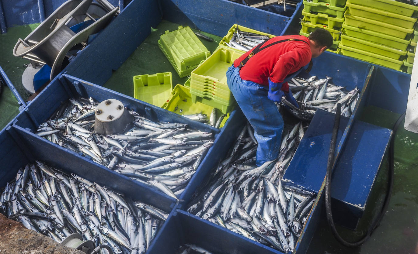 Los barcos de pesca de Cantabria han regresado este lunes a faenar.