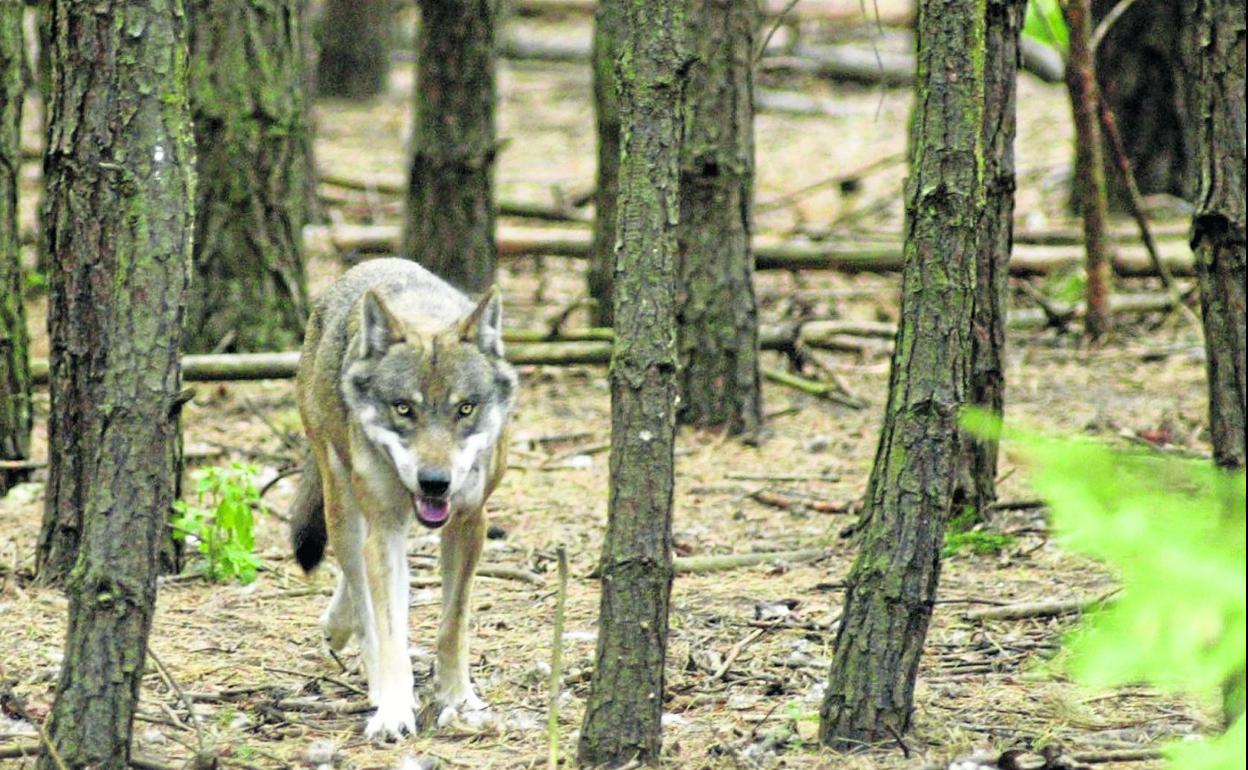 Un lobo camina solitario al norte del Duero, donde Galicia, Asturias, Cantabria y Castilla y León defienden el control de la especie. 