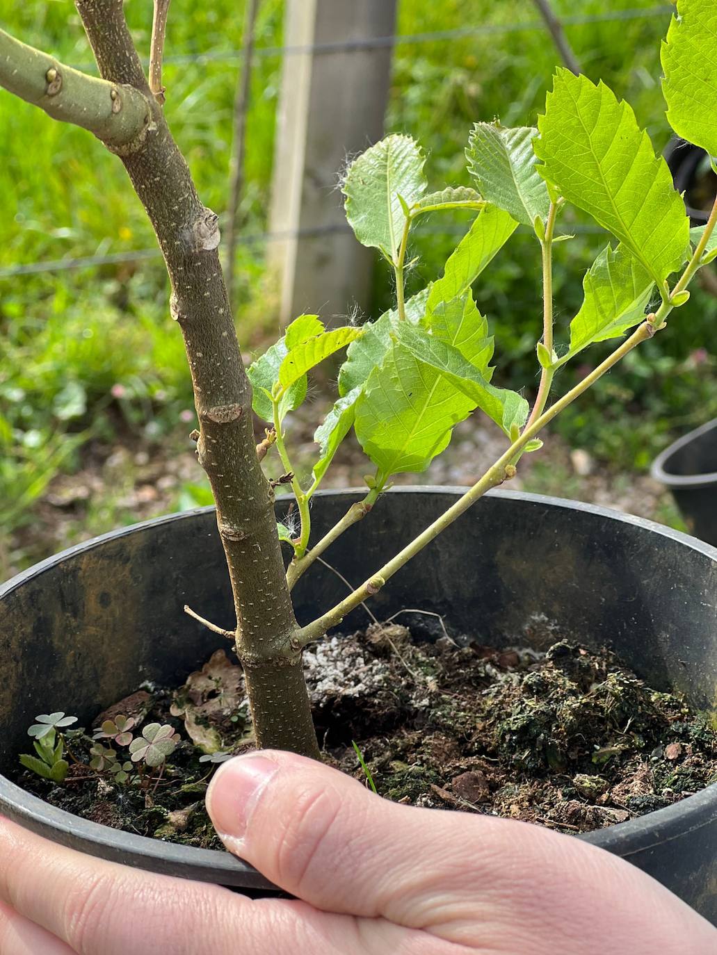 Fotos: Plantación de especies autóctonas en el Camino Lebaniego