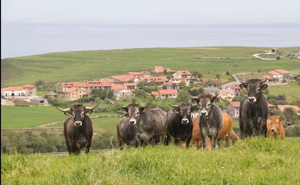 Desarrollo Rural quiere impulsar la sostenibilidad del sector ganadero regional. 