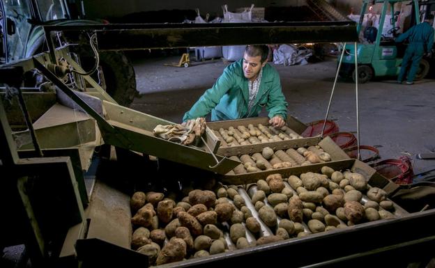 Recolección de patatas en Valderredible,