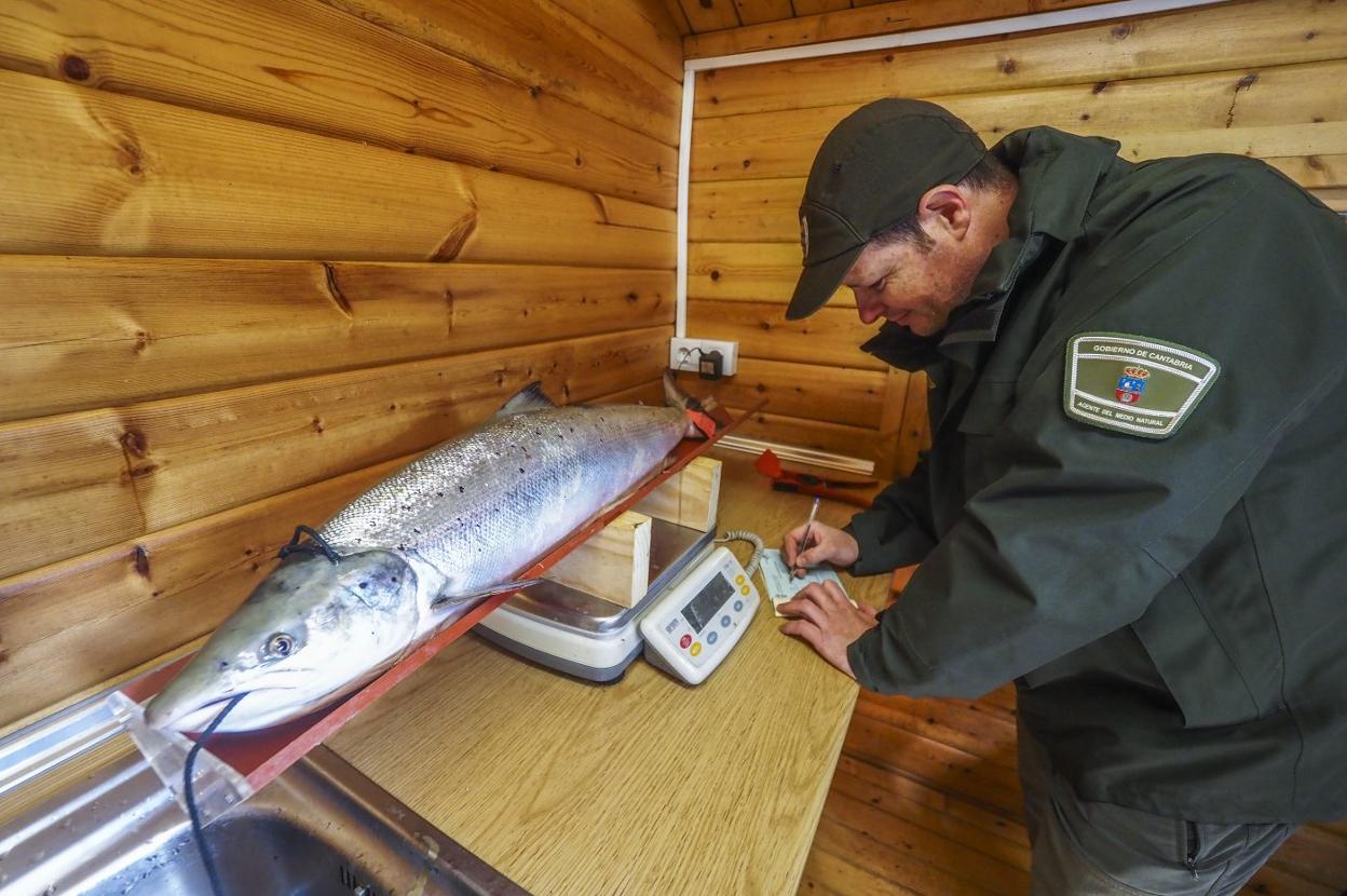 La celebración tiene como objetivo poner en valor la tradición salmonera del Pas. 