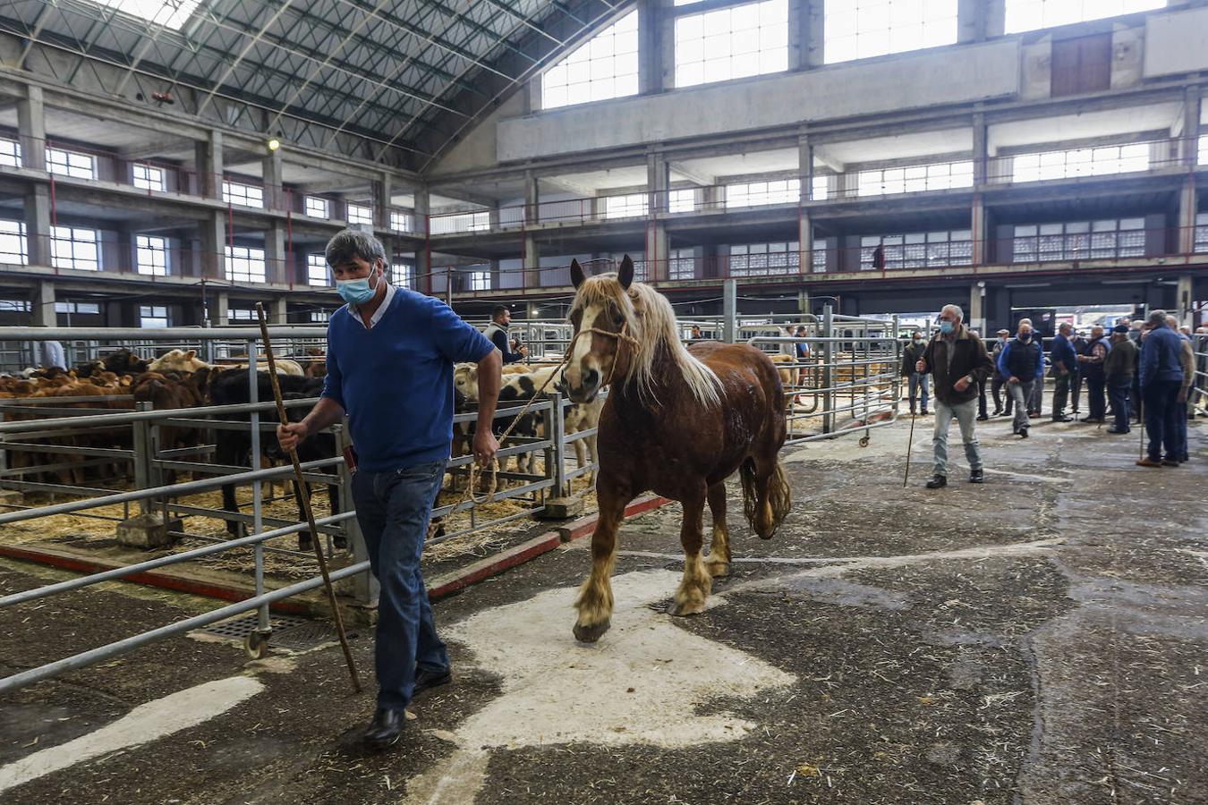 El ganado volvió ayer al Mercado de Torrelavega.