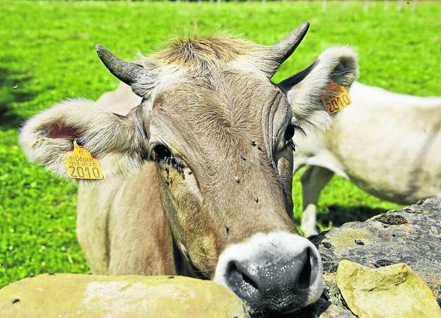 Vaca monchina, raza autóctona de Cantabria. 