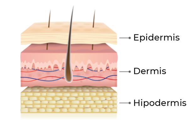Las tres capas de nuestra piel.